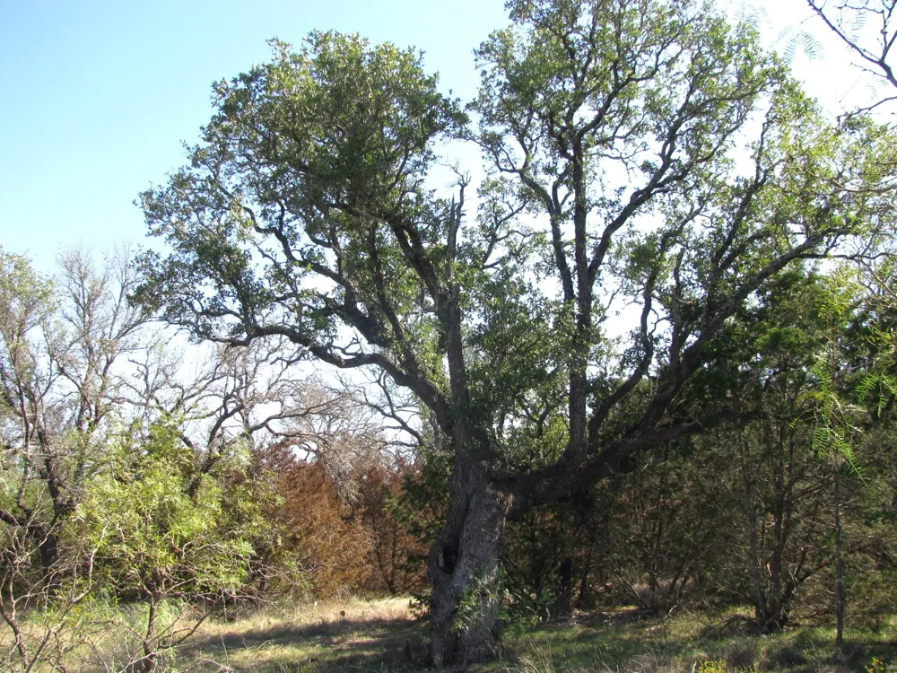 PR 42112 Evant, TX 76525