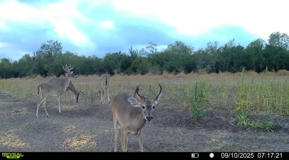 1121 County Road 481 Alice, TX 78332