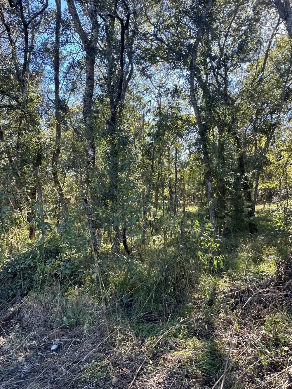 Oak Forest Drive Guy, TX 77444