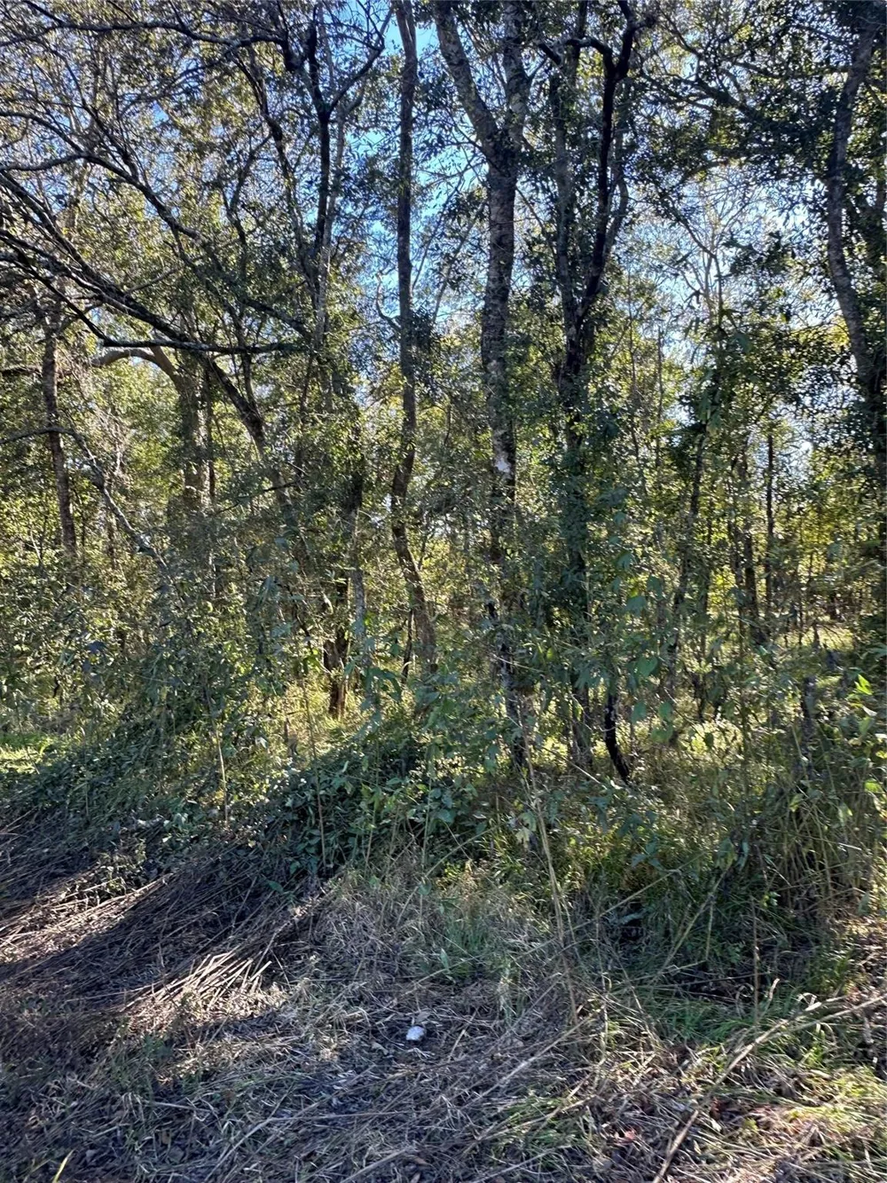 Oak Forest Drive Guy, TX 77444