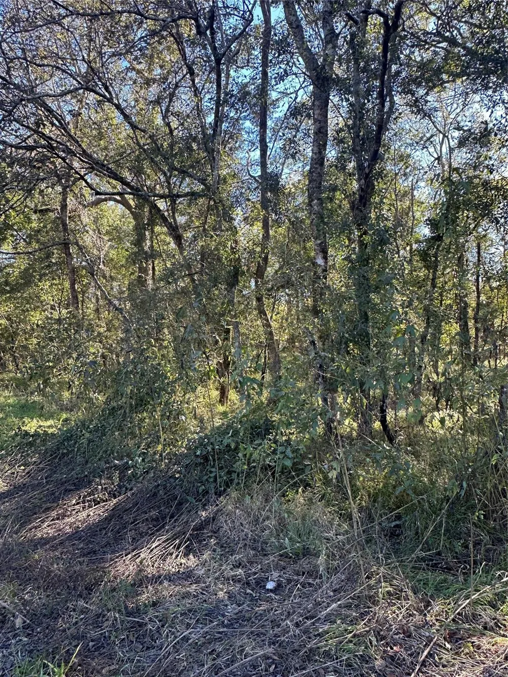 Oak Forest Drive Guy, TX 77444