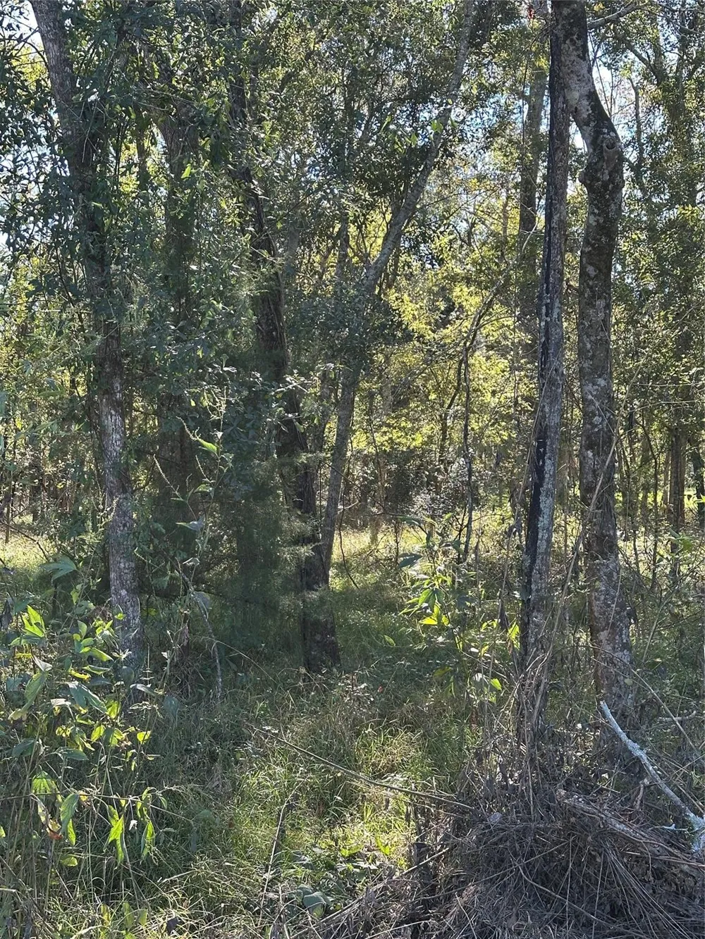 Oak Forest Drive Guy, TX 77444