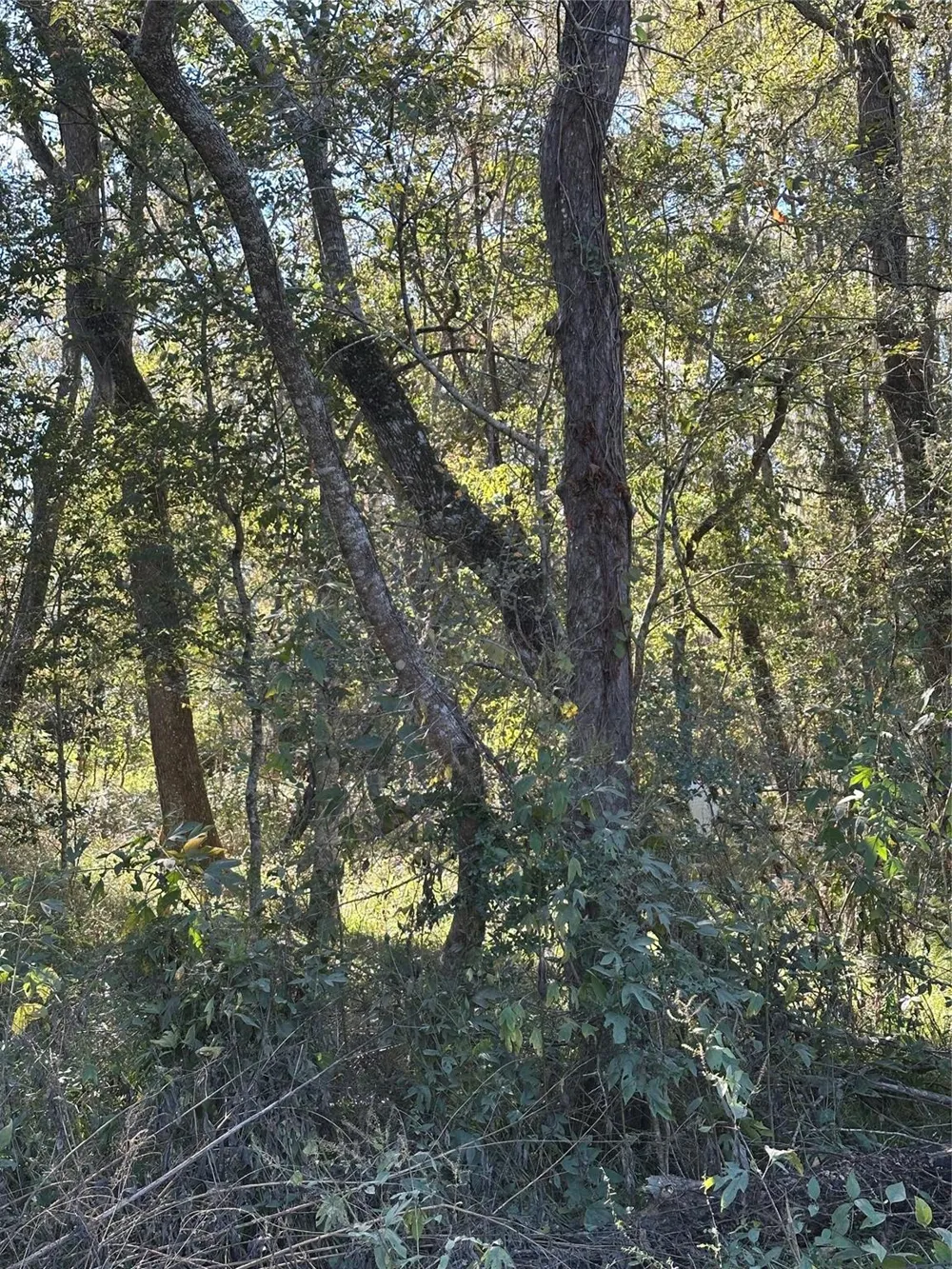 Oak Forest Drive Guy, TX 77444