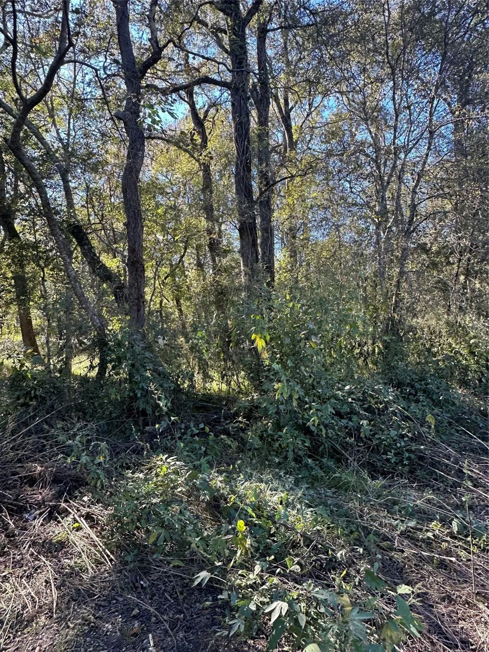 Oak Forest Drive Guy, TX 77444