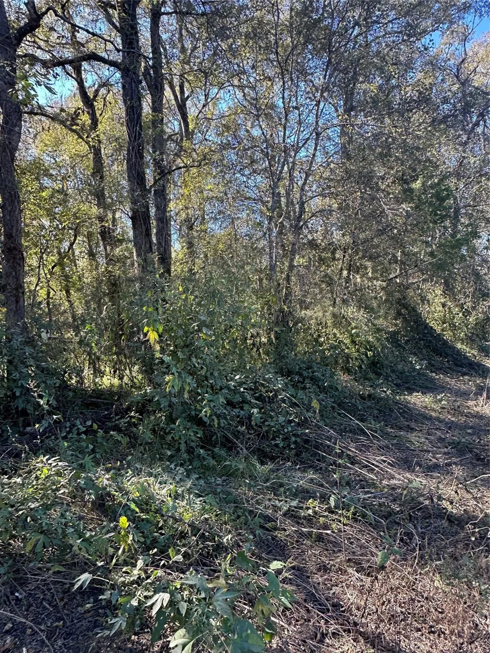 Oak Forest Drive Guy, TX 77444