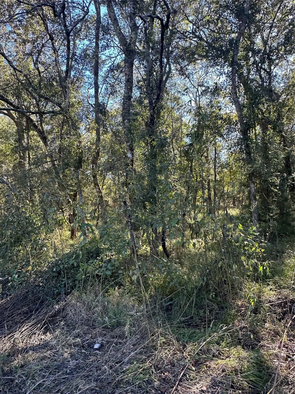 Oak Forest Drive Guy, TX 77444