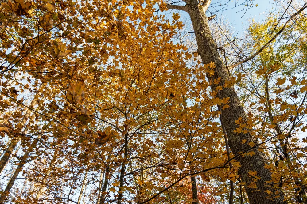 0 Short Creek Rd Linden, TN 37096