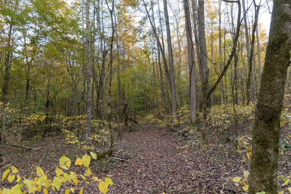 0 Short Creek Rd Linden, TN 37096