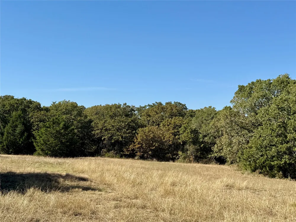 Big Tree Road Montague, TX 76251