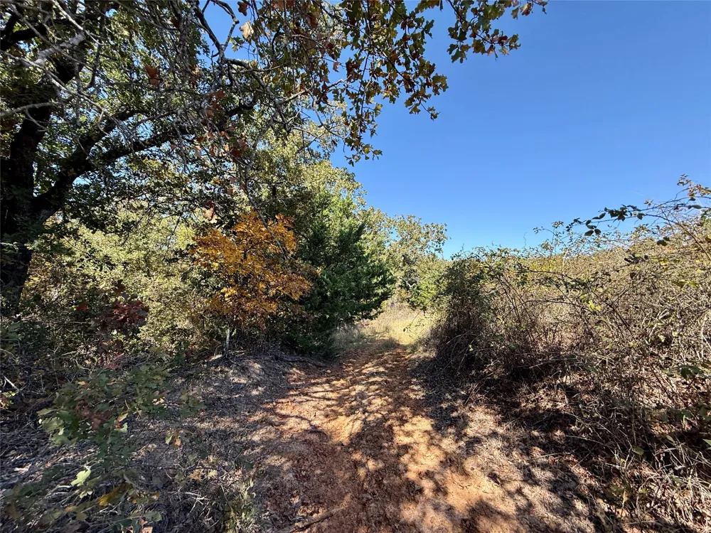Big Tree Road Montague, TX 76251