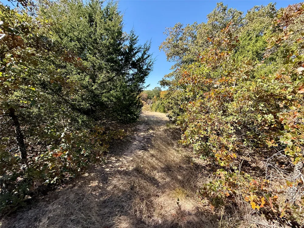 Big Tree Road Montague, TX 76251