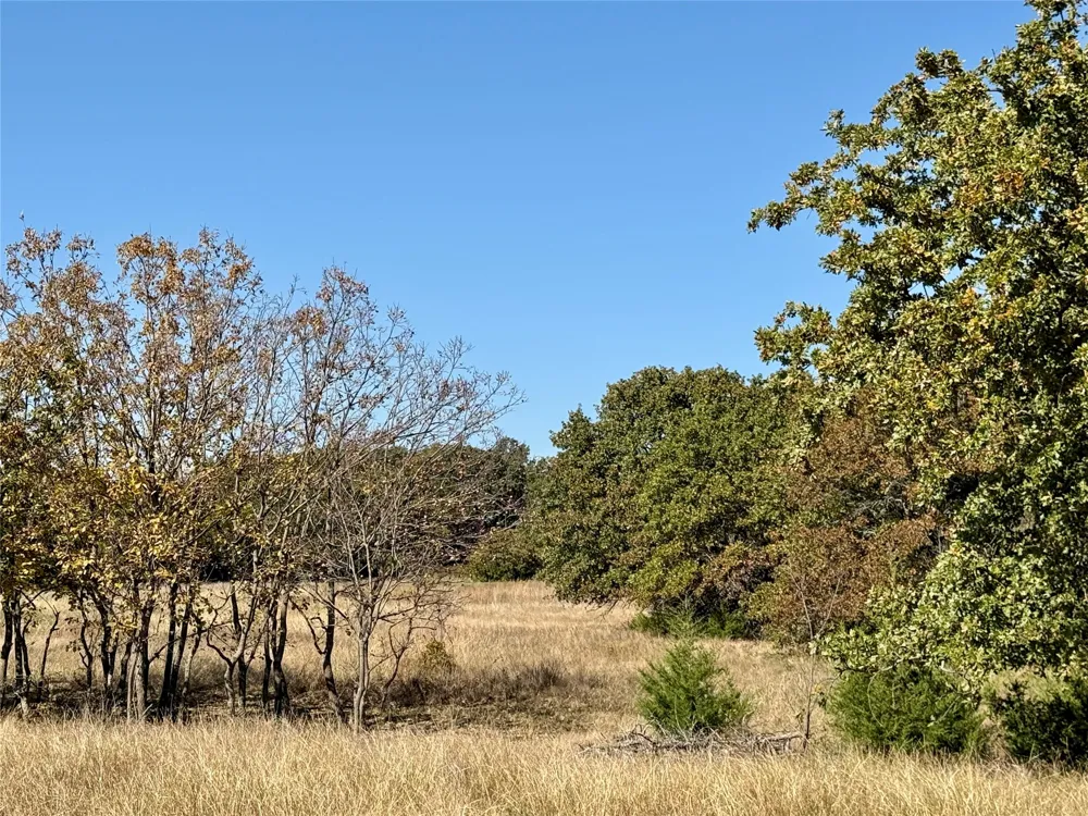 Big Tree Road Montague, TX 76251