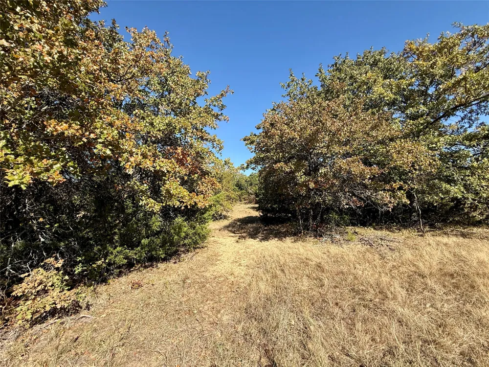 Big Tree Road Montague, TX 76251