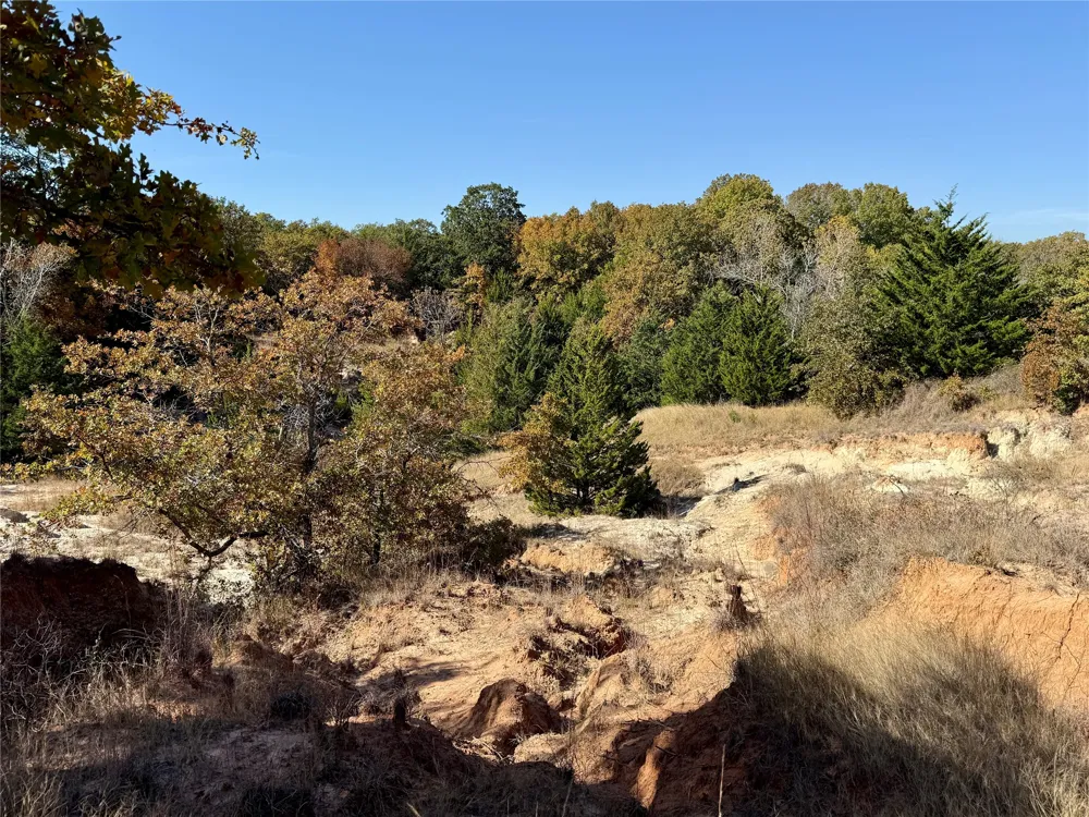 Big Tree Road Montague, TX 76251