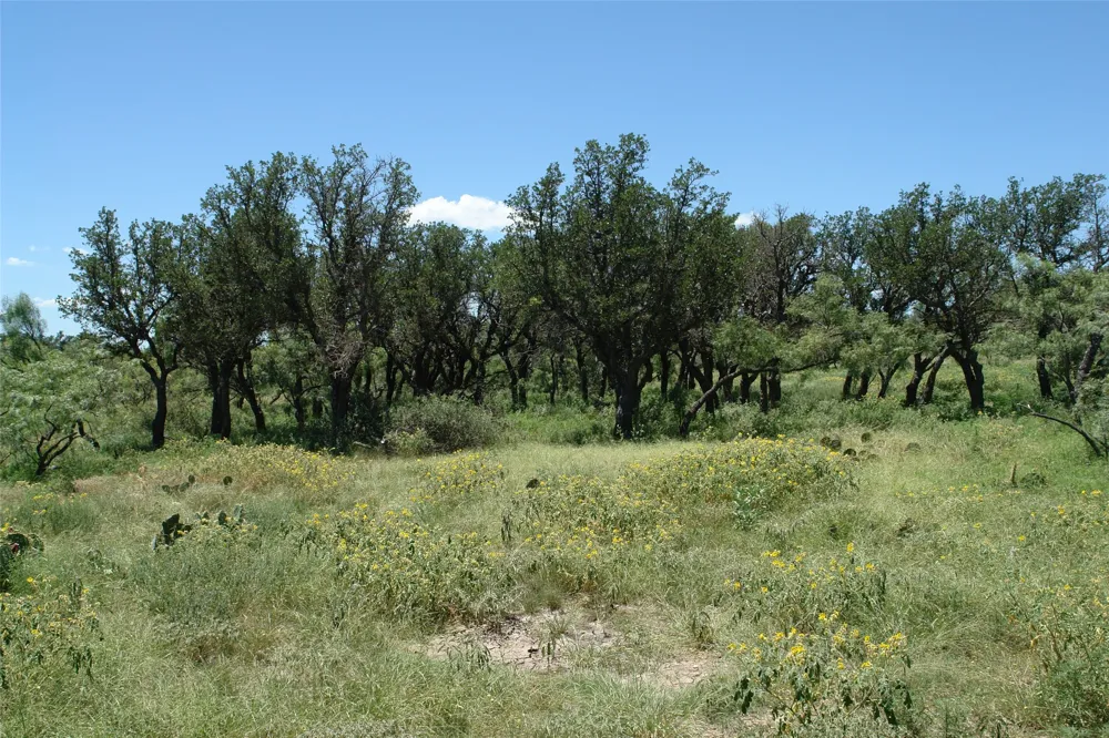 1 CR 146 Brady, TX 76825