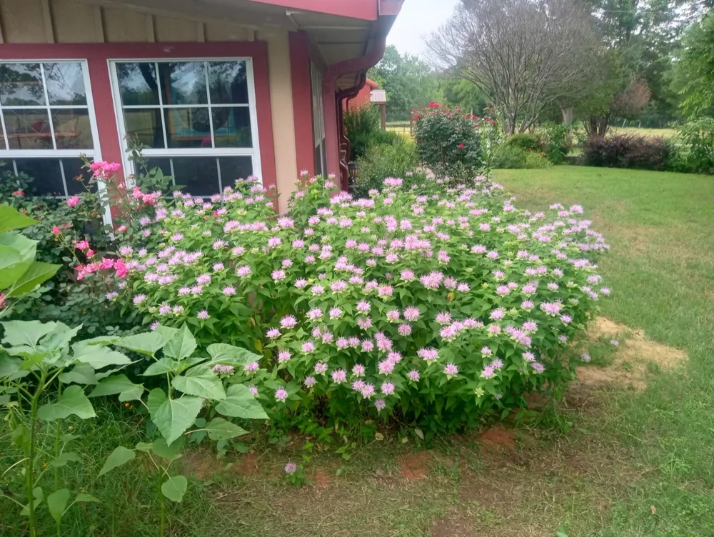 1008 COUNTY ROAD 4133 Cumby, TX 75433