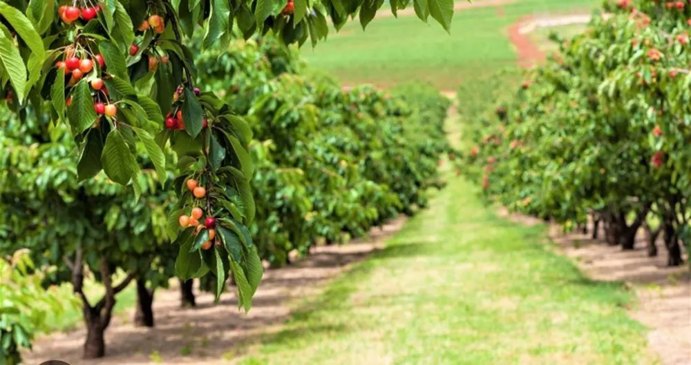 4405 Davidson Gilroy, CA 95020