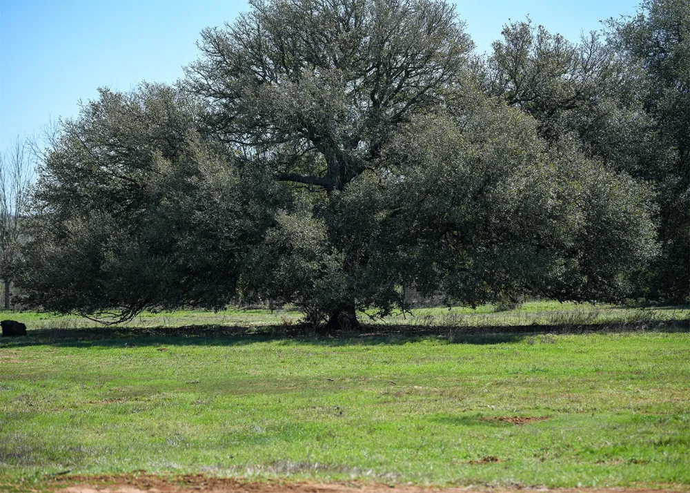 316 Main Loop Loop Waelder, TX 78959