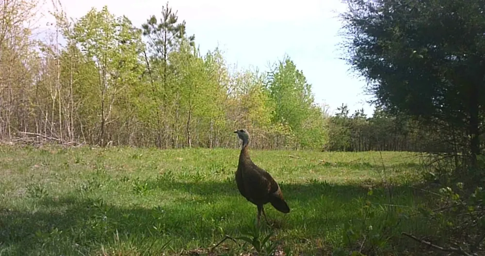 830 Twin Pines Overlook Lobelville, TN 37097