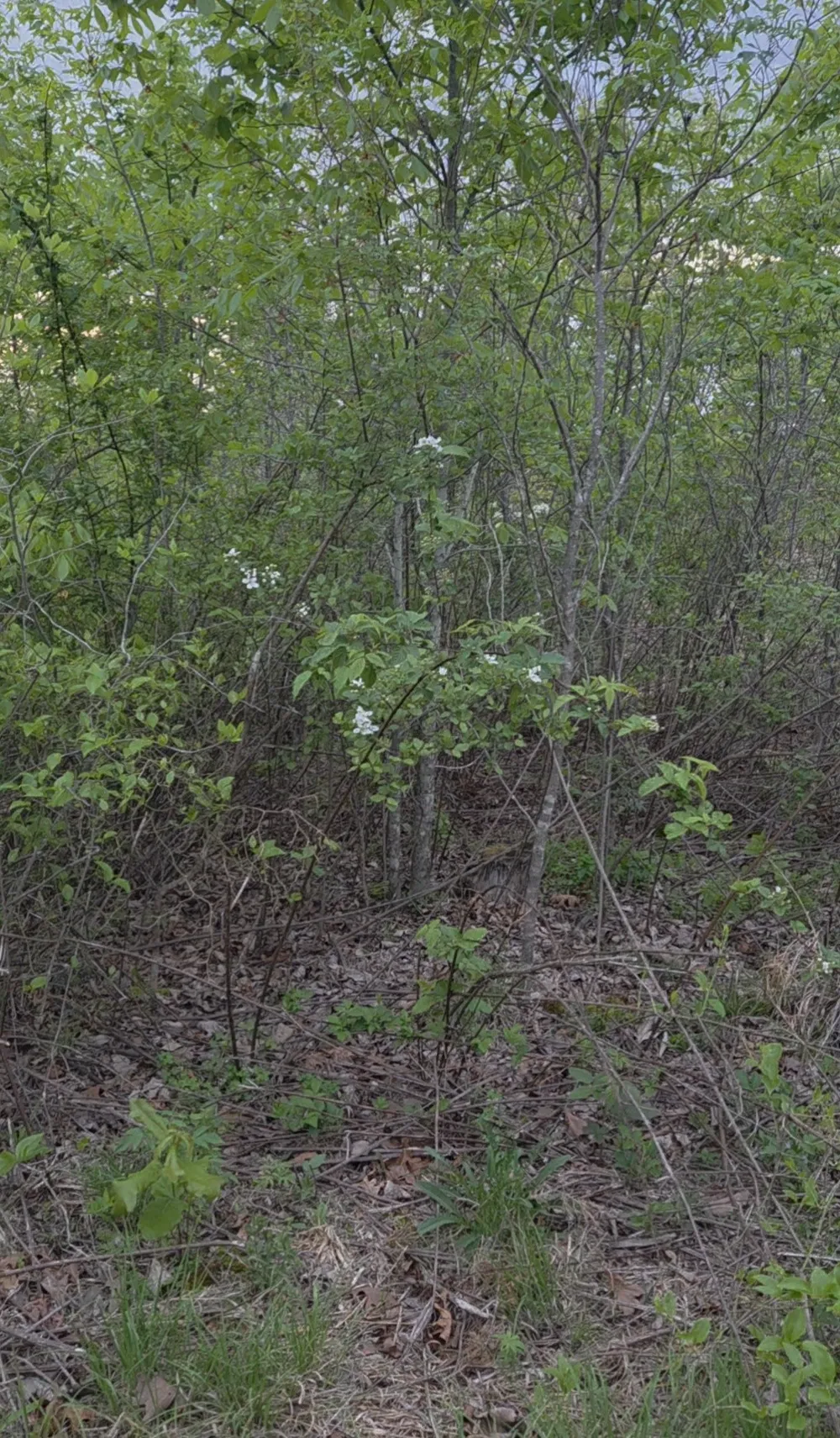 830 Twin Pines Overlook Lobelville, TN 37097