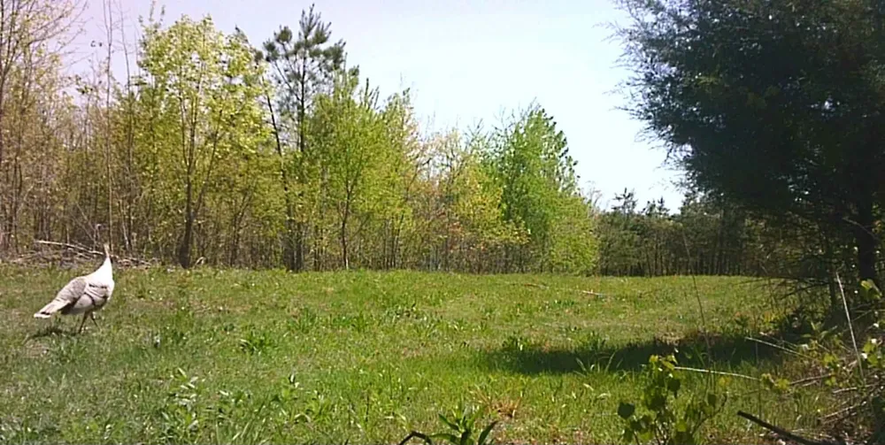 830 Twin Pines Overlook Lobelville, TN 37097