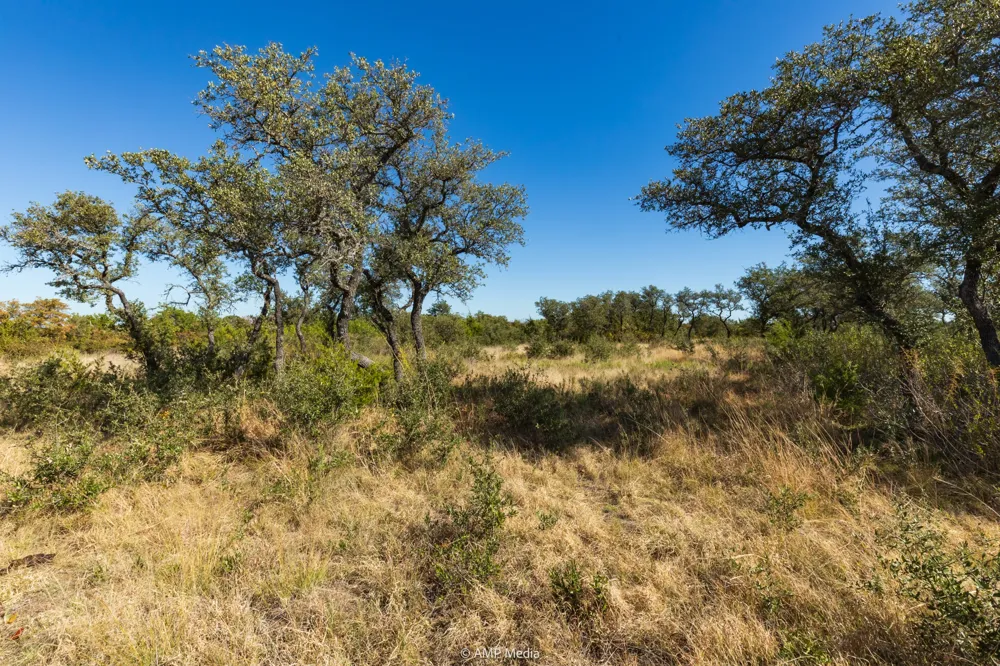 Pecan Valley Drive Gustine, TX 76455