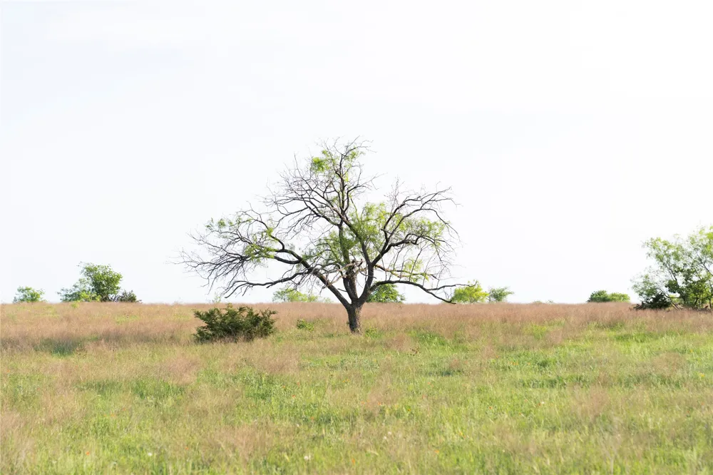 Rattler Hill Road McGregor, TX 76657