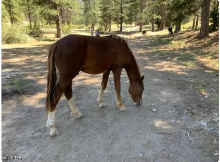 4096 Tyrol Way Mount Charleston, NV 89124