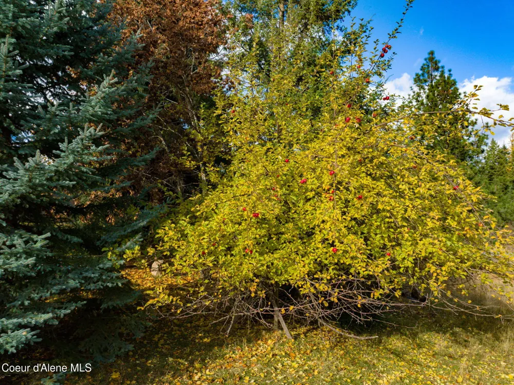 6584 E Burma Road Harrison, ID 83833