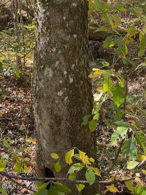 Lot 5 Sepelo Way Efland, NC 27243