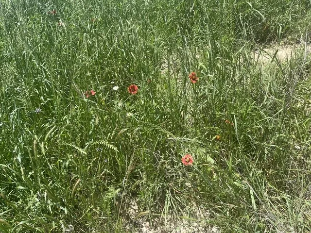 County Road 333 Blanket, TX 76432