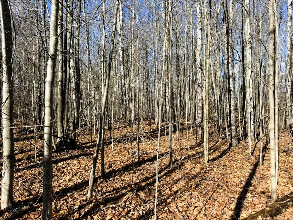 Wilderness Circle Mancelona Township, MI 49659