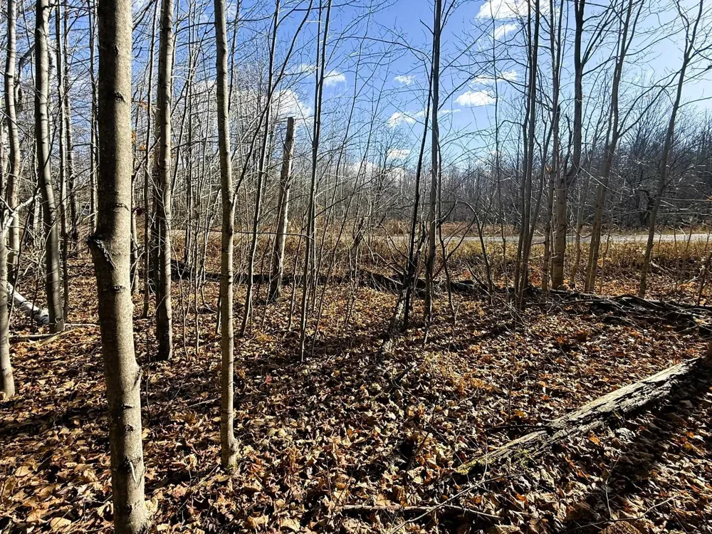 Wilderness Circle Mancelona Township, MI 49659