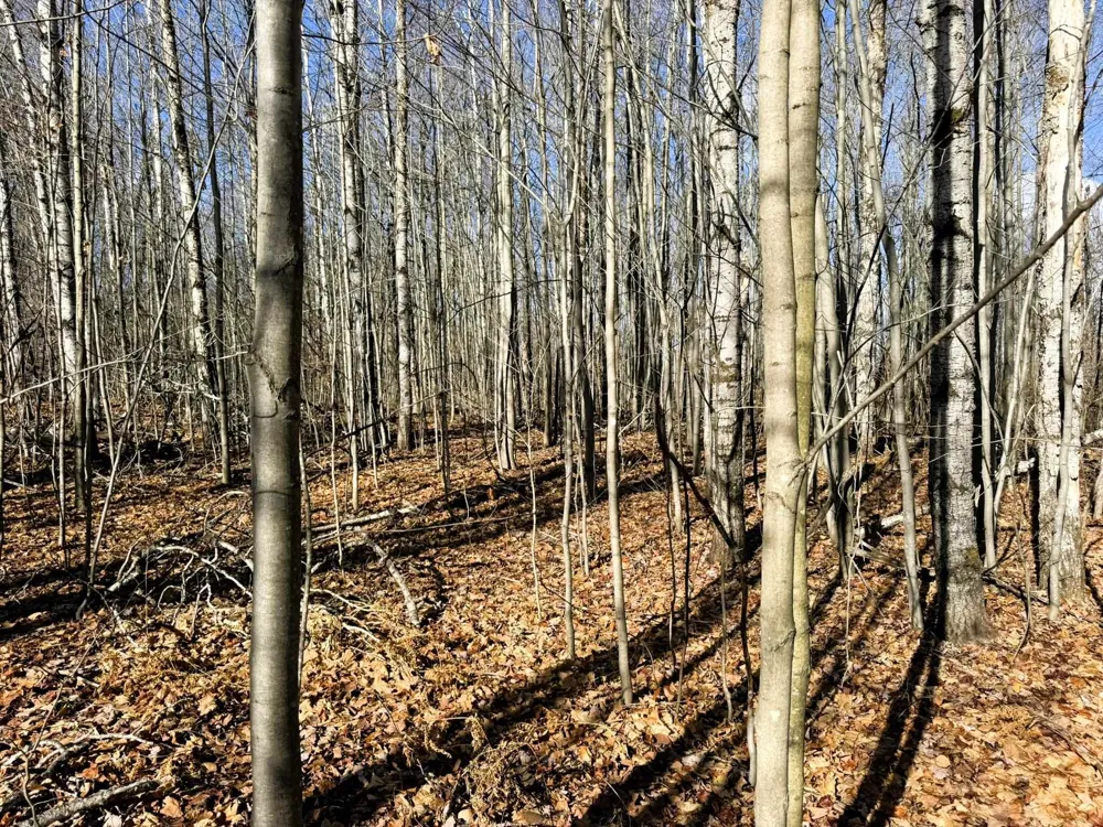 Wilderness Circle Mancelona Township, MI 49659