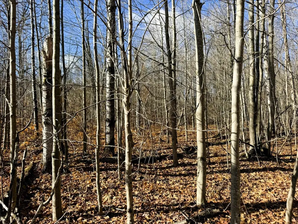 Wilderness Circle Mancelona Township, MI 49659