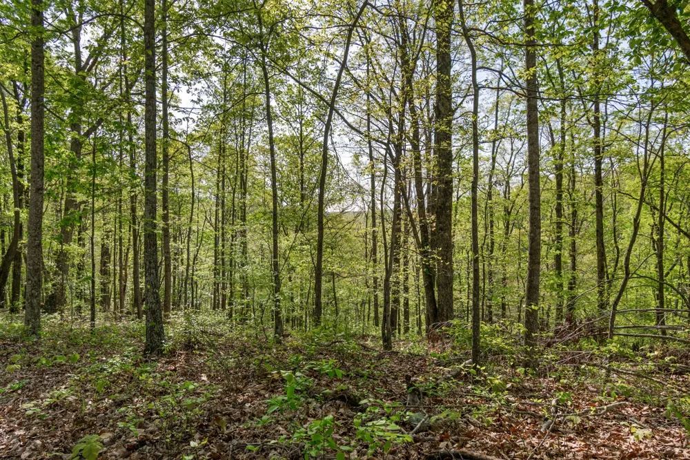 202 Ravenridge Rd Summertown, TN 38483