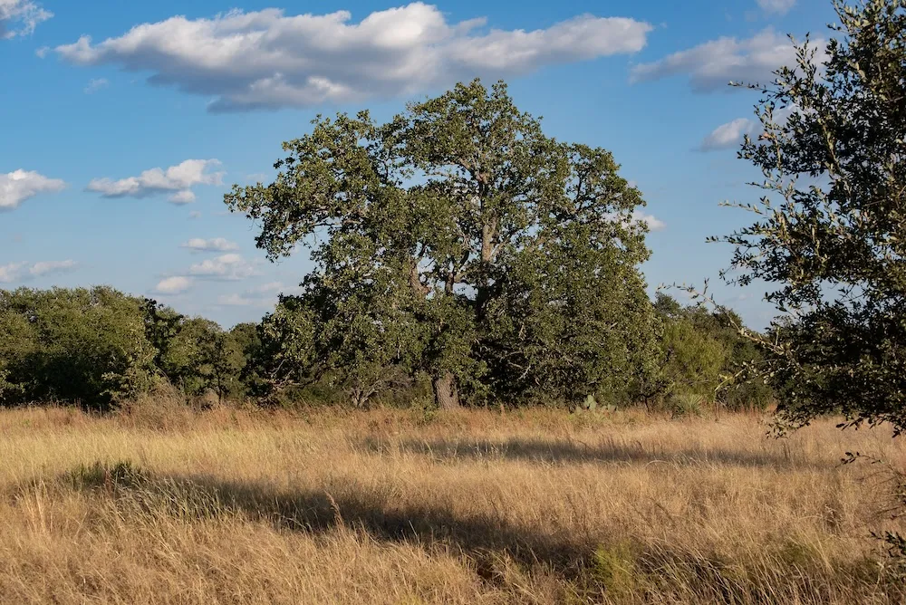 Address Not Shown Mason, TX 76842