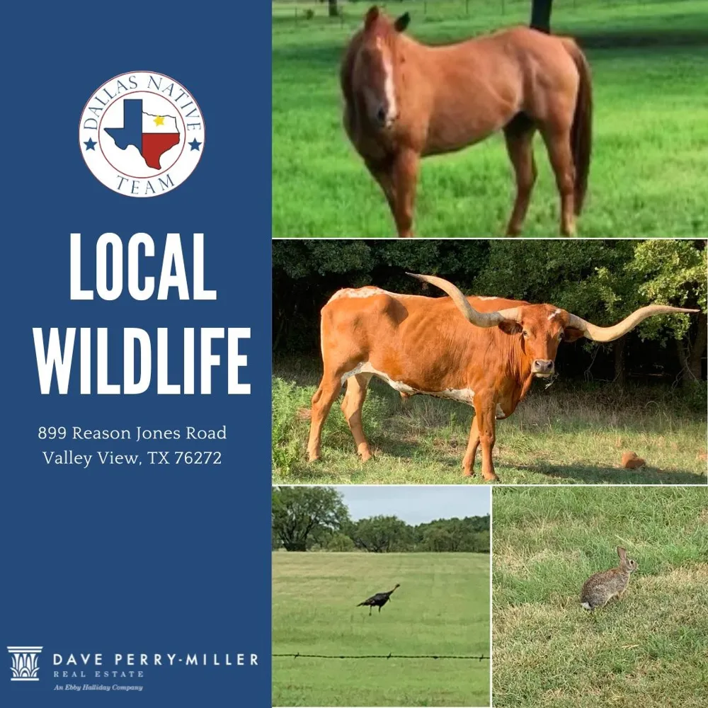 Reason Jones Road Valley View, TX 76272
