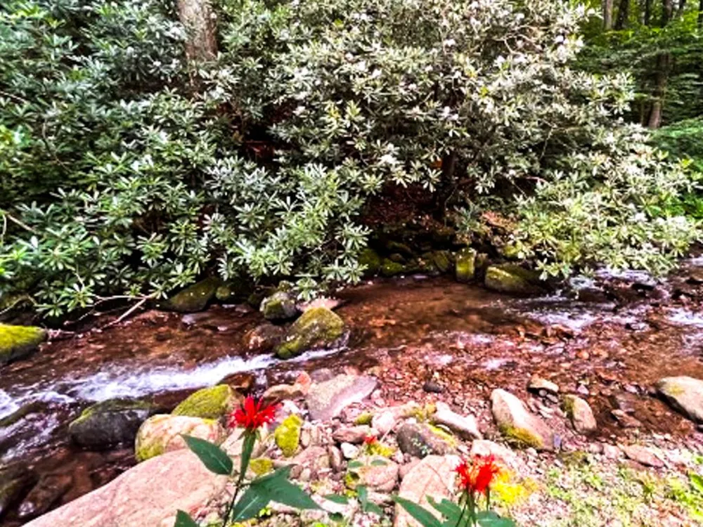 TATE CITY RD Hayesville, NC 28904