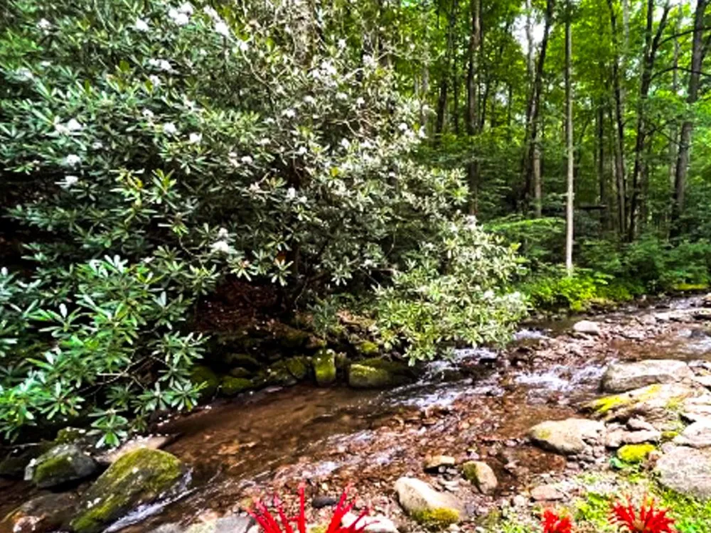 TATE CITY RD Hayesville, NC 28904