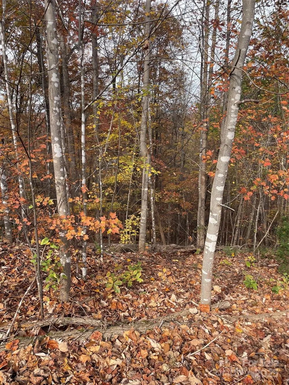 V/L Lot 72 & 170 Black Lark Drive Marion, NC 28752
