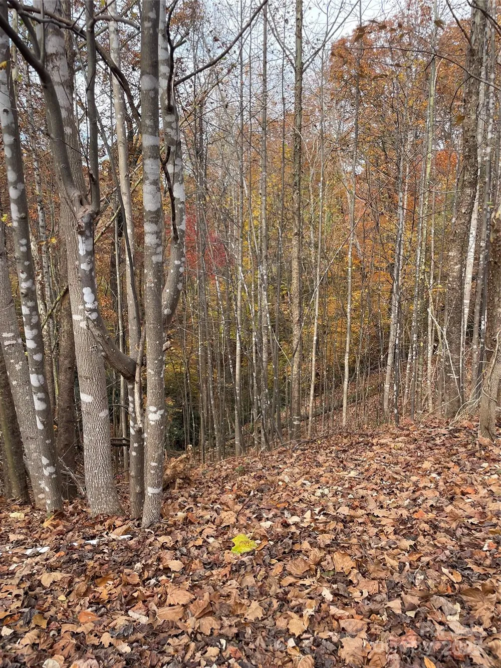 V/L Lot 72 & 170 Black Lark Drive Marion, NC 28752