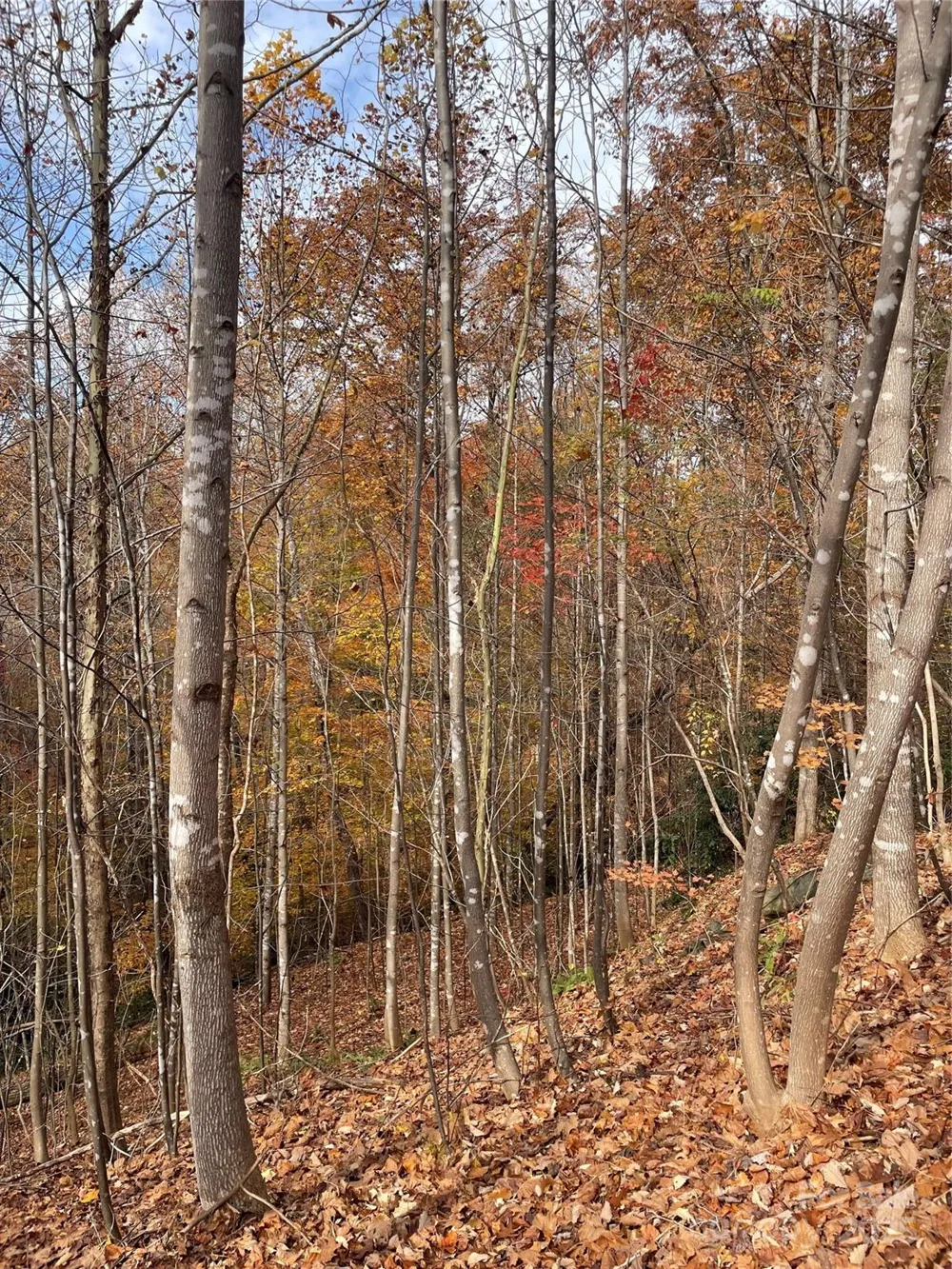 V/L Lot 72 & 170 Black Lark Drive Marion, NC 28752