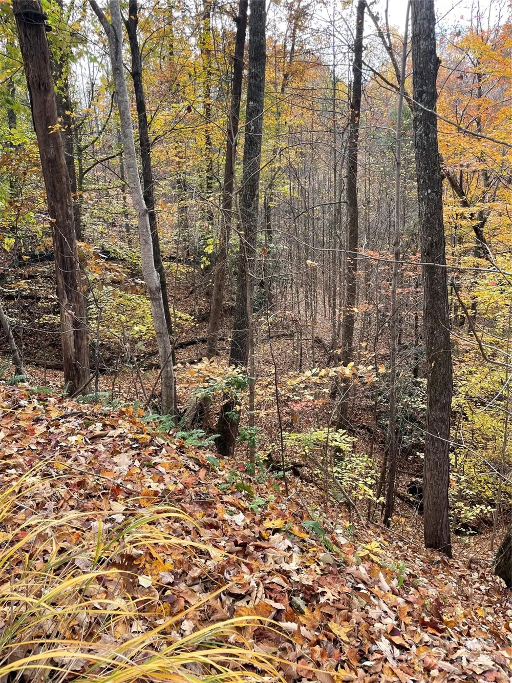 V/L Lot 72 & 170 Black Lark Drive Marion, NC 28752