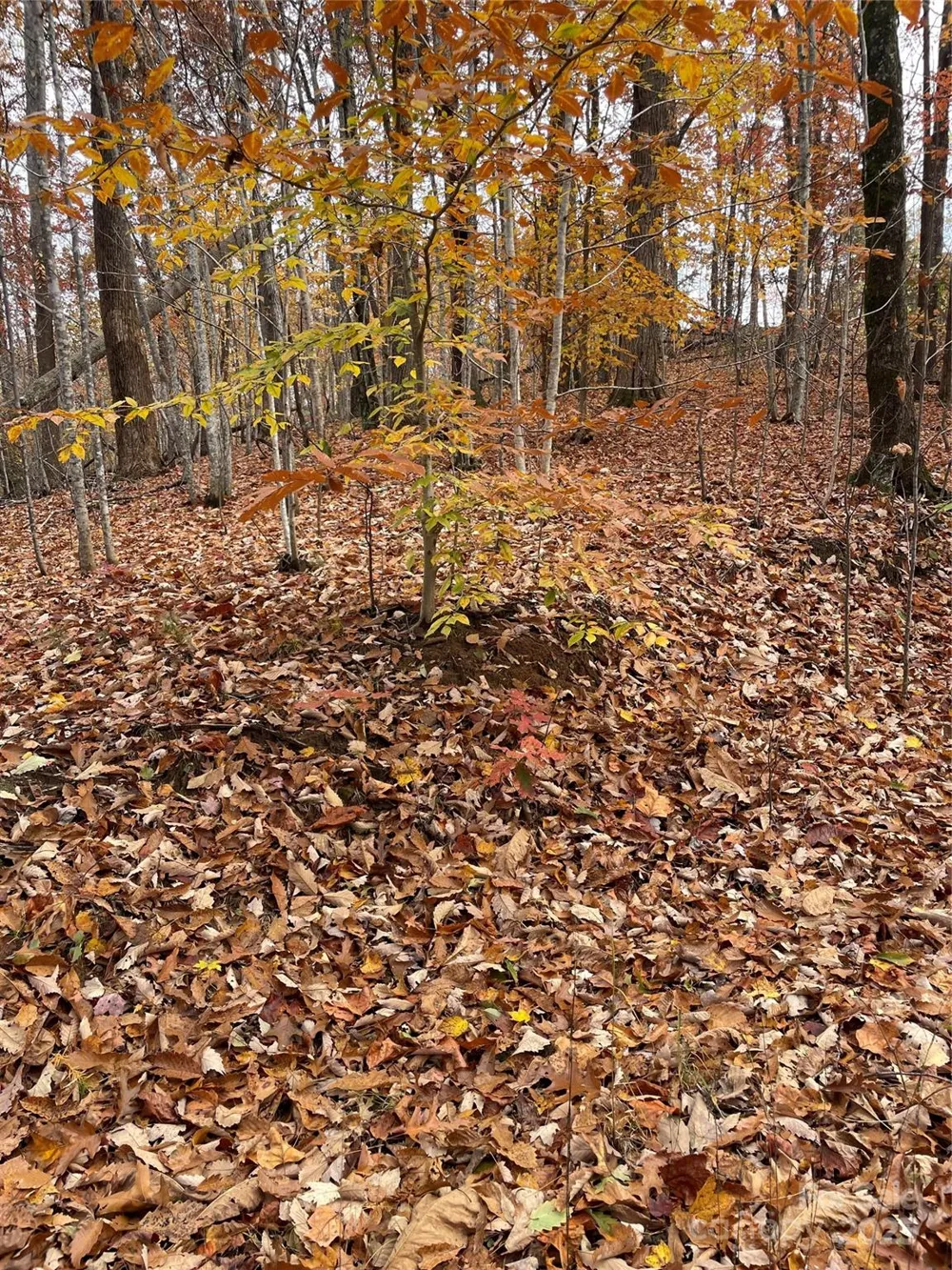 V/L Lot 72 & 170 Black Lark Drive Marion, NC 28752