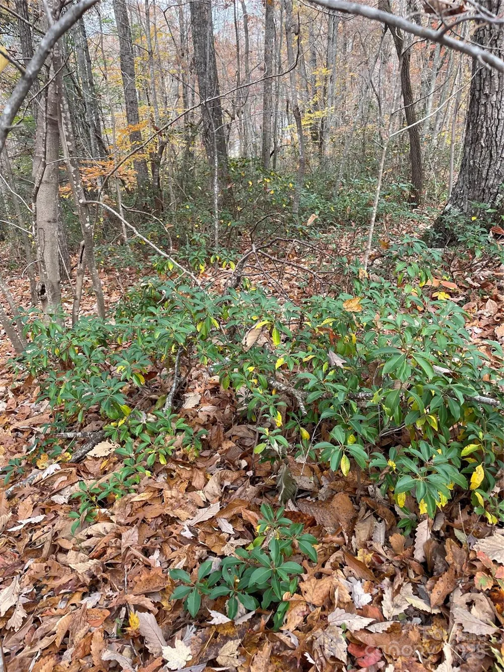 V/L Lot 72 & 170 Black Lark Drive Marion, NC 28752