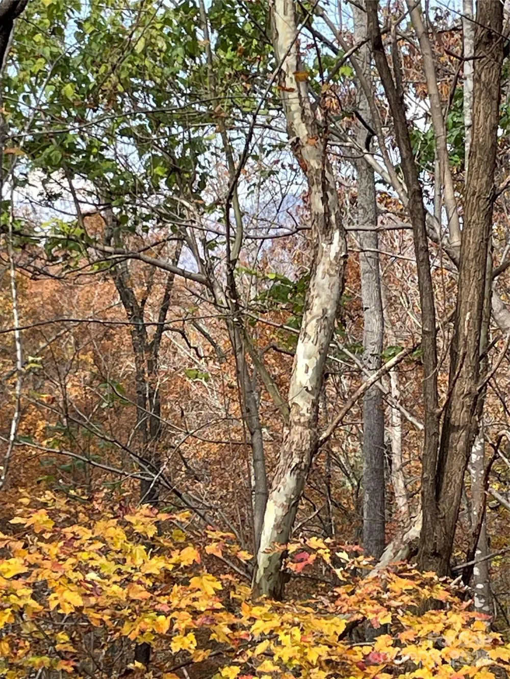 V/L Lot 72 & 170 Black Lark Drive Marion, NC 28752