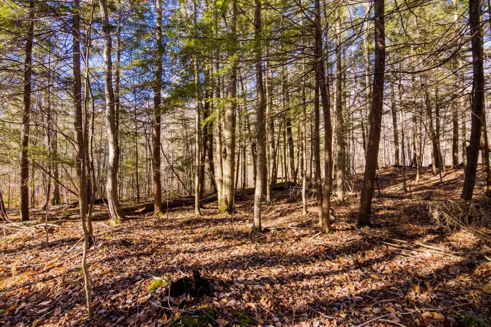 5877 E Lake Five Lane Excelsior Township, MI 49646
