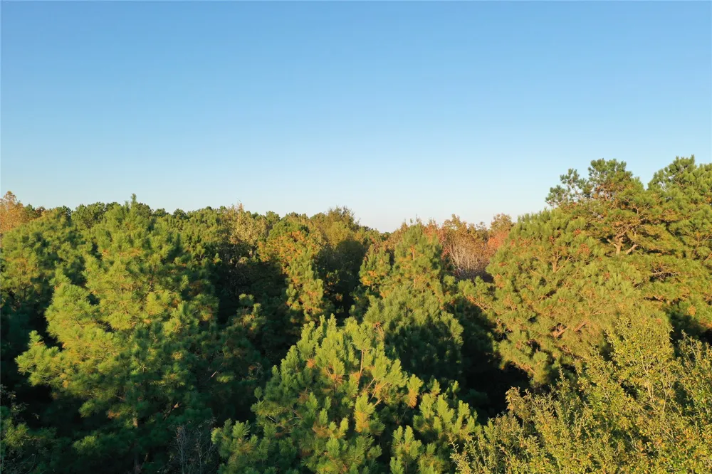 Co Rd 2117 Douglassville, TX 75560