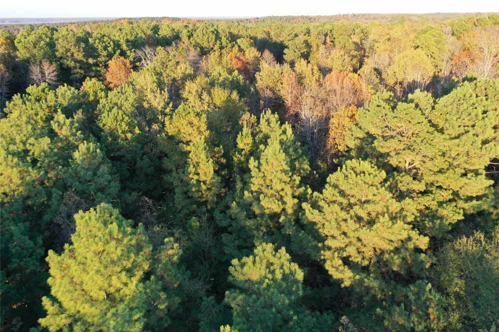 Co Rd 2117 Douglassville, TX 75560